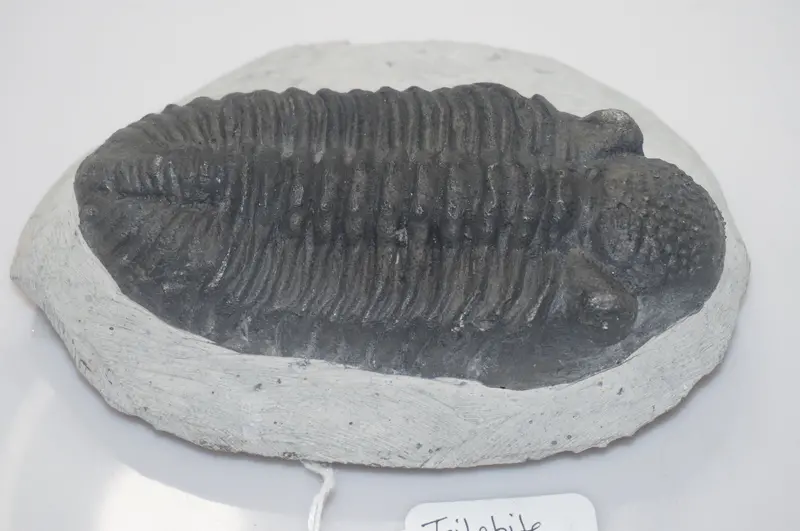 Authentic Trilobite Fossil (Phacops Genus) | Natural Paleontological Specimen 1