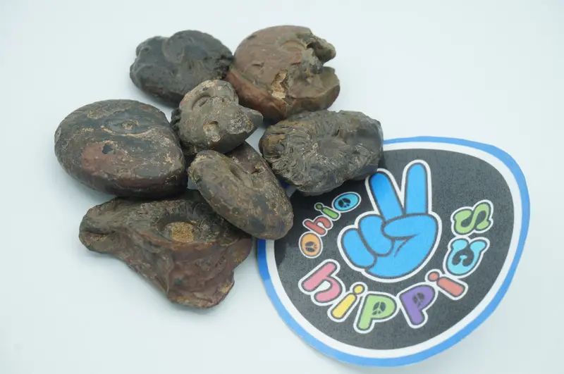 Natural Raw Ammonite Fossil Display Piece – Ohio Hippy Smoke Shop 1